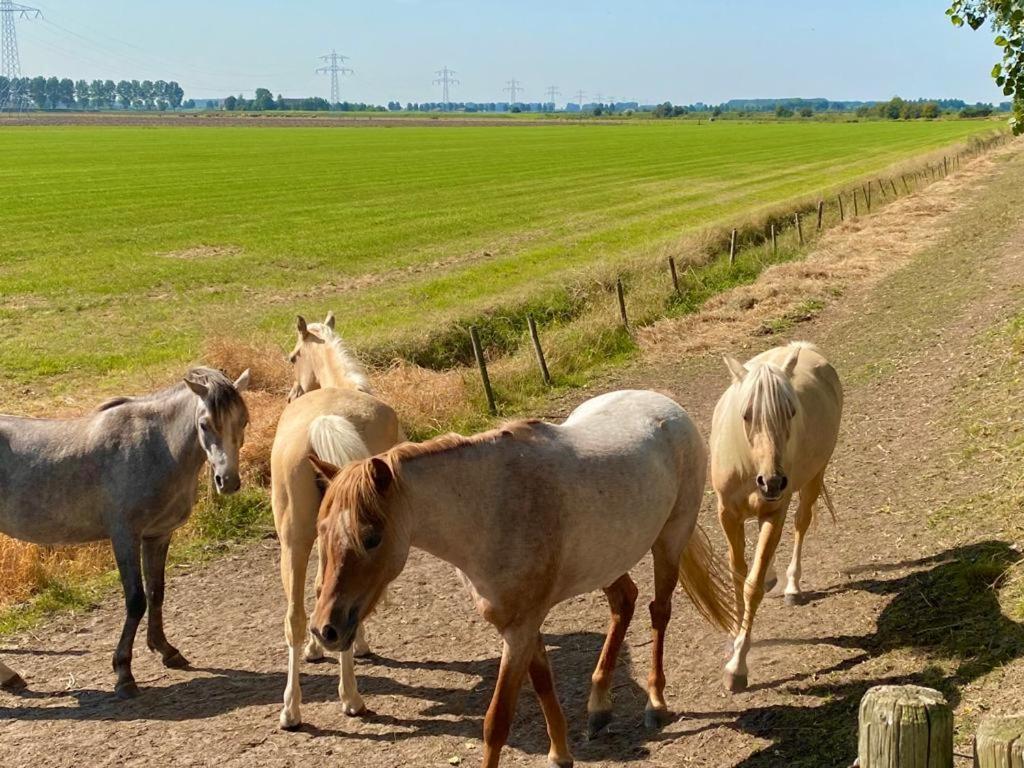 Natuurhuis Zeeuwse Rust Voor Wandelingen Aan Zee, Fietstochten In Natuur En Culinair Genieten Villa IJzendijke Eksteriør billede